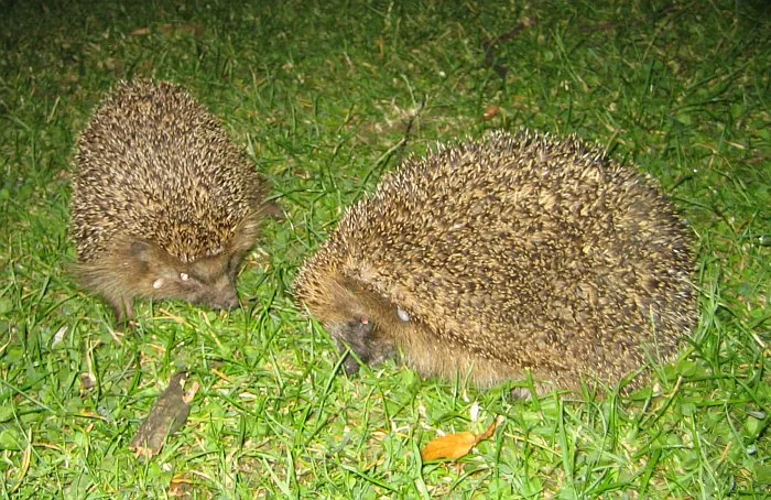 igel.jpg