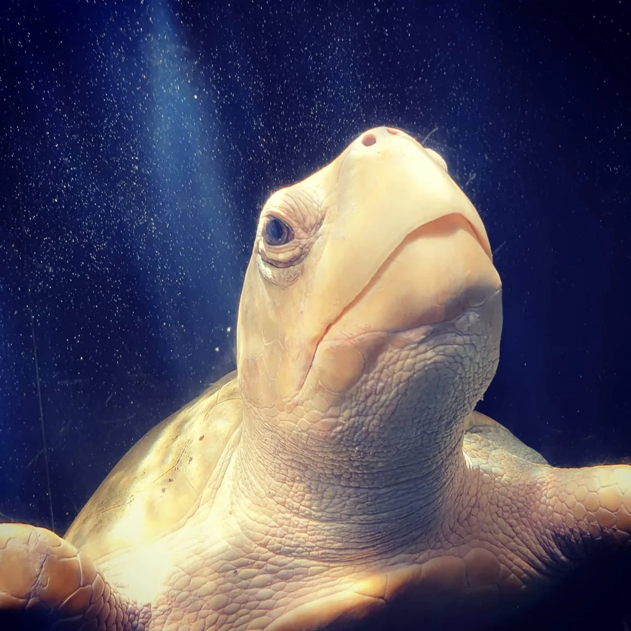 #turtle #rescue
