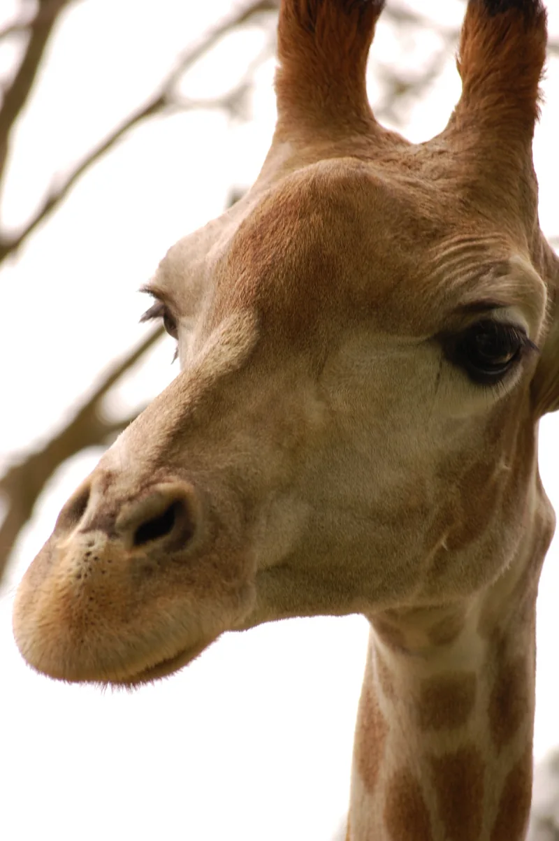 giraffe.jpg