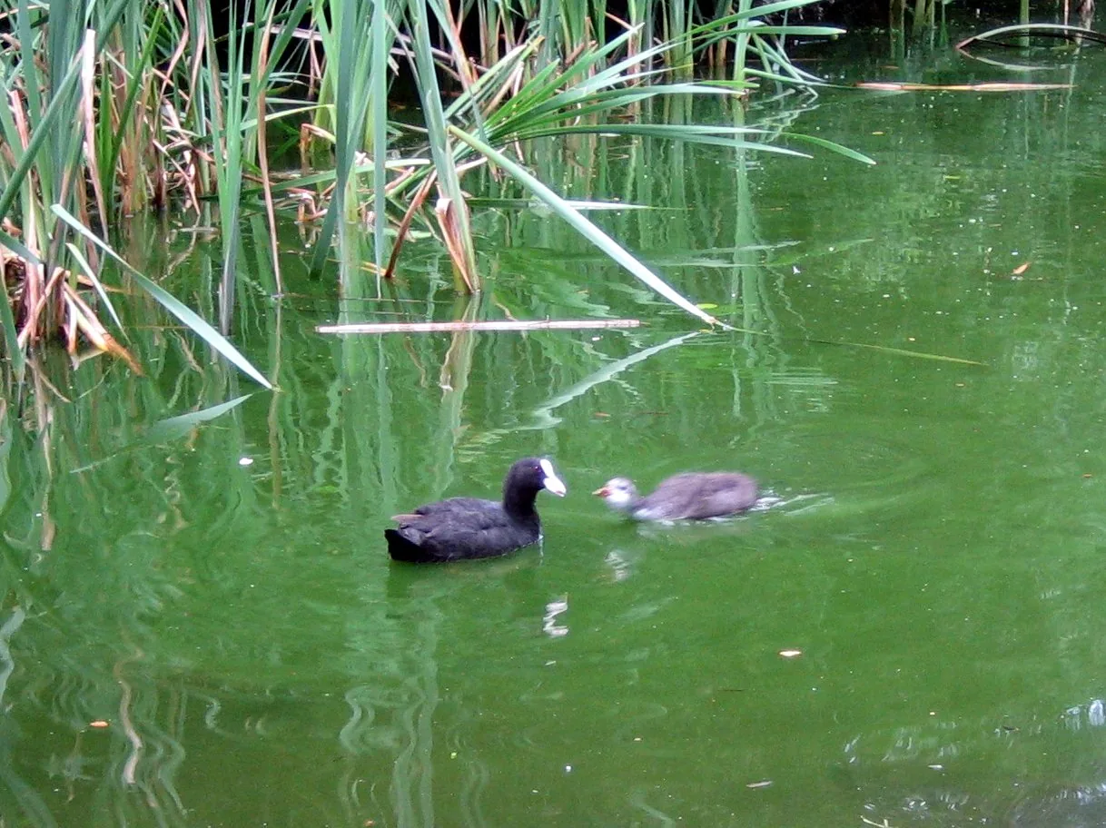 Fulica_atra.jpg