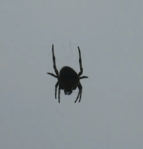 spinne.jpg