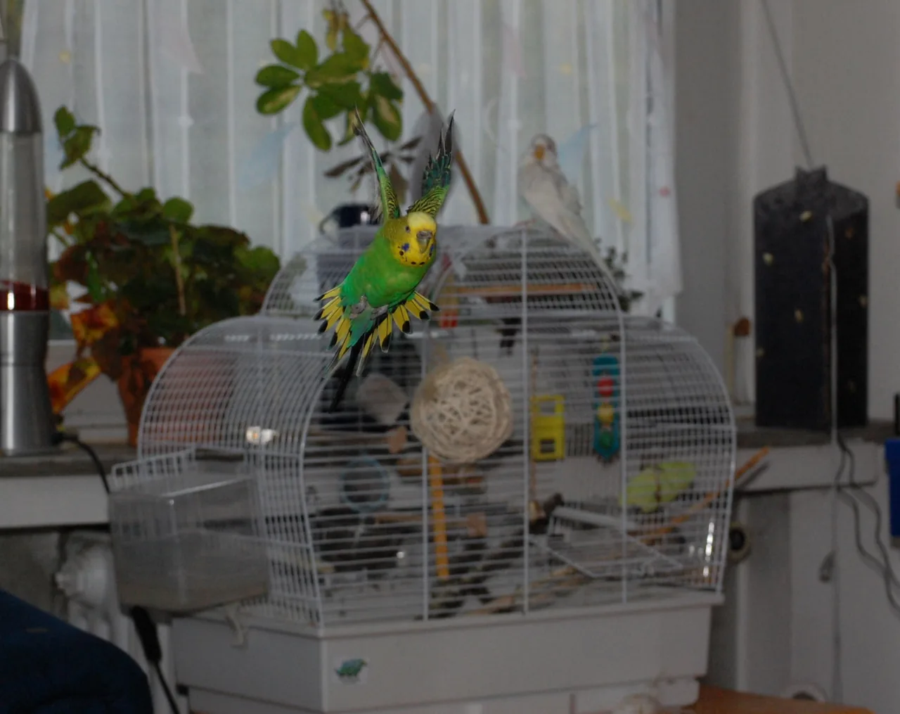 fliegender_vogel_wellensittich.jpg