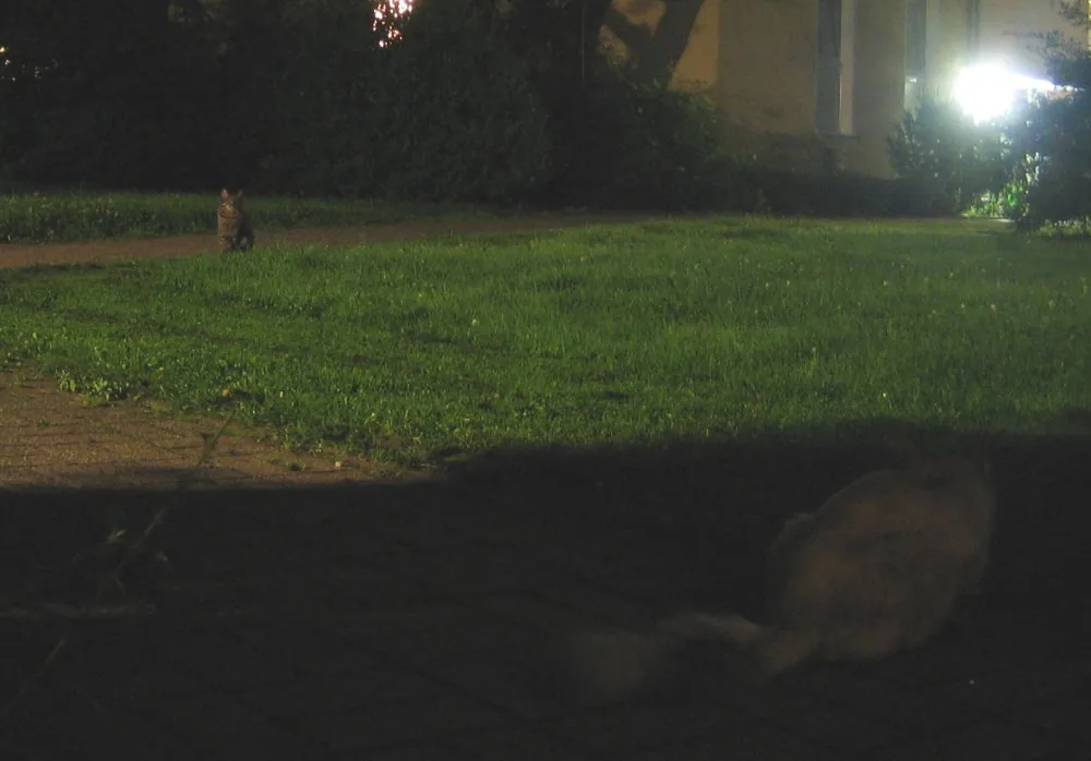 katzen.jpg