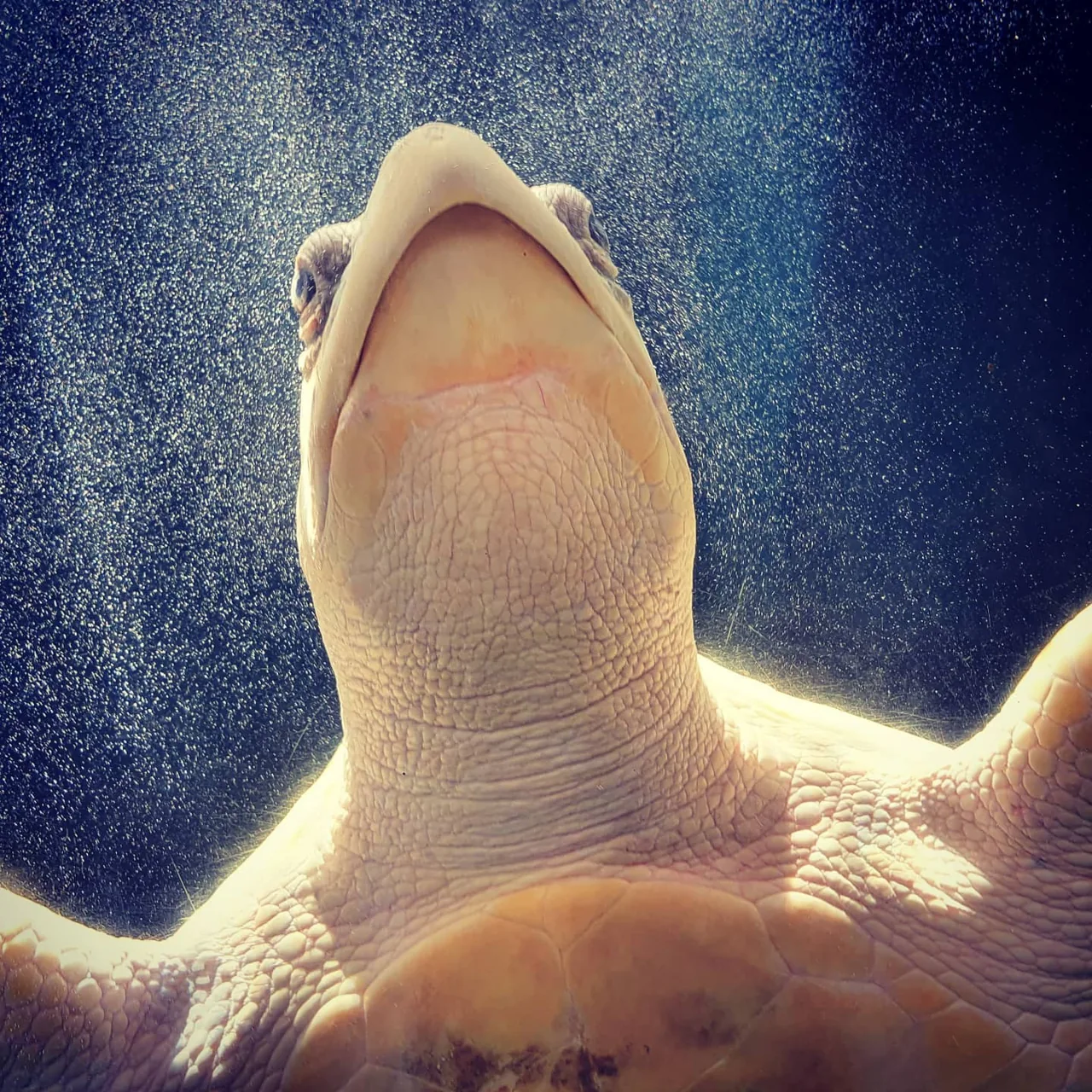 #turtle #rescue