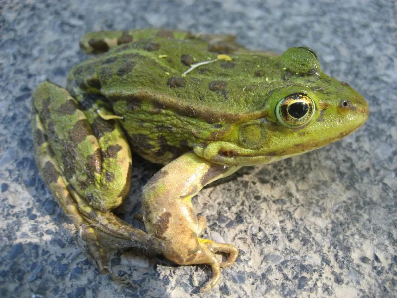 frosch.jpg